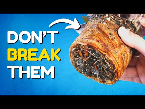 Видео: ПРАВДА о растениях с корневой системой, которую знают профессионалы