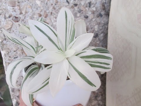 Видео: Традесканции медленнорастущие.