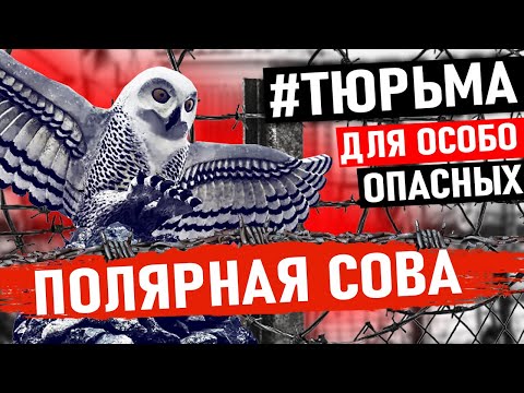 Видео: ЭТУ ТЮРЬМУ БОЯТСЯ ДАЖЕ РЕЦИДИВИСТЫ! Тюрьма Полярная Сова Для Особо Опасных