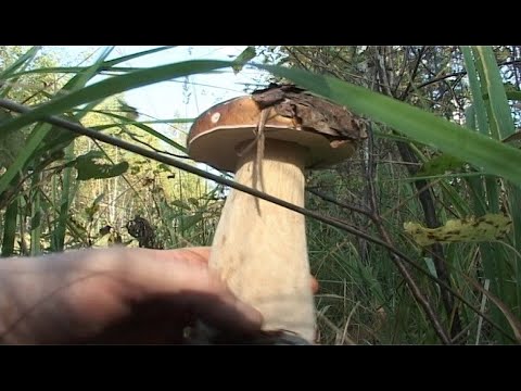 Видео: Белое местечко