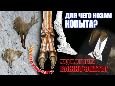 Видео: Обрезка копыт у козы / Внутреннее строение копыт / Болезни #козоводство #животноводство #зоология