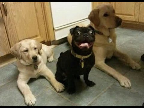 Видео: 😺 Будь на позитиве! 🐶 Смешное видео с собаками, кошками и котятами! 🐱