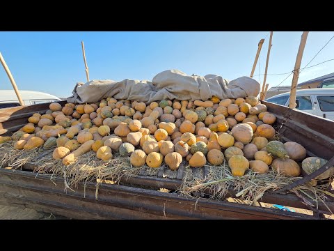 Видео: 9 ноября 2025 г. ТУРТКУЛЬ ДЕХҚОН БОЗОР НАРХЛАРИ