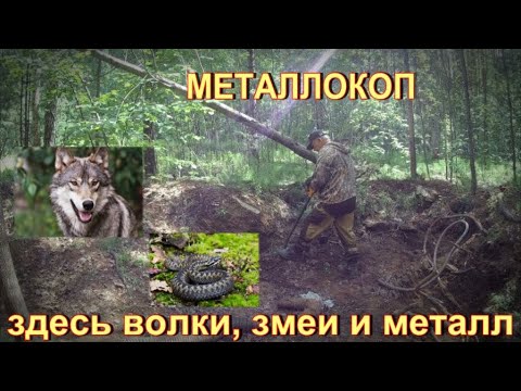 Видео: МЕТАЛЛОКОП. ЗДЕСЬ ВОЛКИ ЗМЕИ И МЕТАЛЛ.