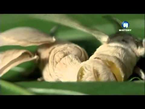 Видео: Животные в истории.Тутовый шелкопряд