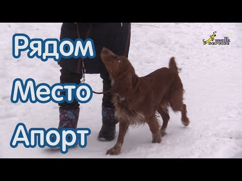 Видео: Как научить правильно команде место рядом апорт, русский охотничий спаниель