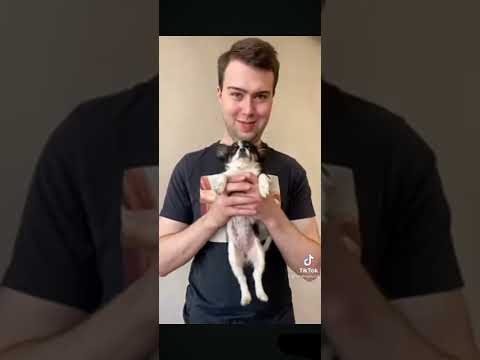 Видео: Парень и чихуахуа из Tik Tok четыре минуты угара🤣🤣🤣
