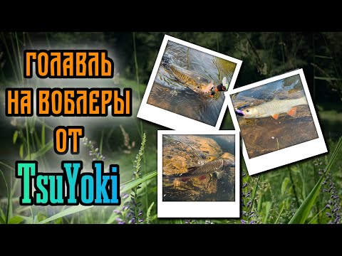 Видео: Ловля Голавля на воблеры TsuYoki kiki 54f, Agent 40ssr и т.д. | Приучаю товарища к спиннингу.