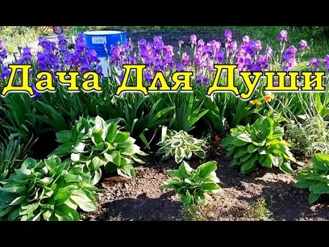 Видео: 6 ОШИБОК при проектировании ЦВЕТНИКОВ
