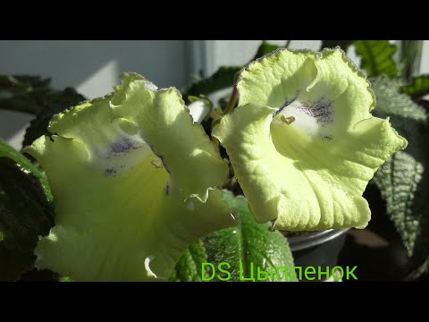 Видео: Как выбрать лист для укоренения стрептокарпуса.
