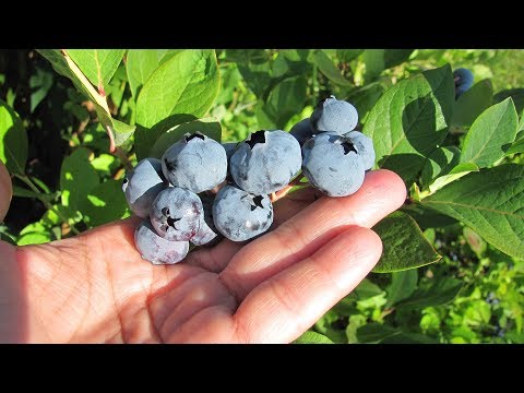 Видео: КАК САЖАТЬ ГОЛУБИКУ, БРУСНИКУ и другие лесные ягоды в саду и на даче/Садовый мир рекомендует