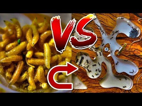 Видео: МУРАВЬИНАЯ ФЕРМА VS ОПАРЫШ / Что муравьи делают ночью?