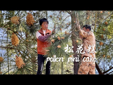 Видео: Сосновая пыльца летит по всему небу, сорвите ее, чтобы сделать торт из сосновых цветов