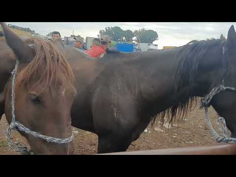 Видео: Айғыр мініс аттар Алматы Бәйдібек би ауылы мал базар. 13 08 2023