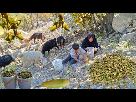 Видео: 🌰 Сбор диких дубов в Загросе | Кочевая жизнь в Иране 🏕️
