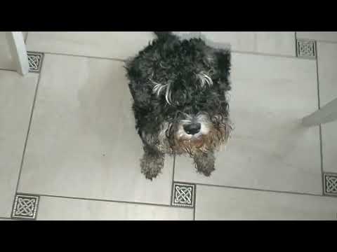 Видео: Цвергшнауцер.Девочки приболели.Всем привет от Синди.