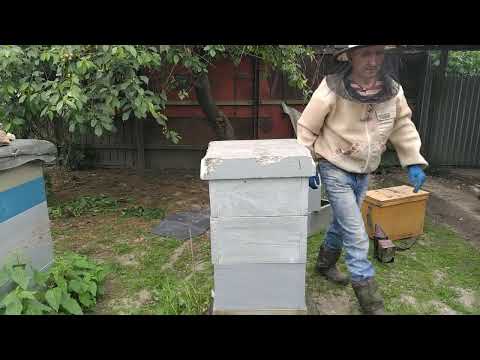 Видео: фіаско 2. ізоляція матки.