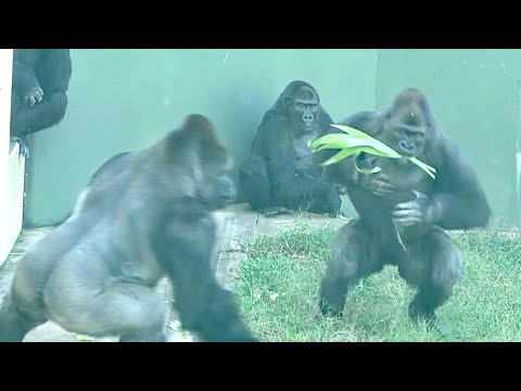 Видео: Высокая напряженность в четверг, спокойствие в пятницу. / Группа Шабани