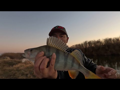 Видео: Вечерняя рыбалка...