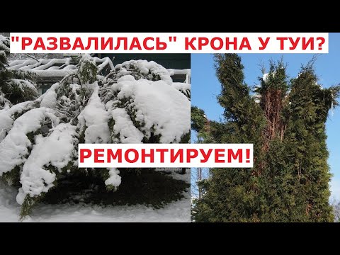 Видео: Скрепление кроны и "ремонт" аварийных туй с помощью стяжек и подвязки ветвей