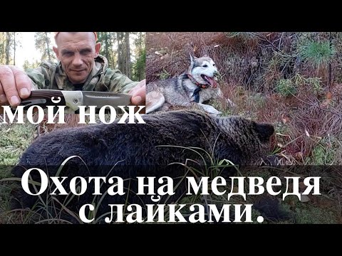 Видео: Охота на медведя с лайками. Каким ножом и рацией я пользуюсь !