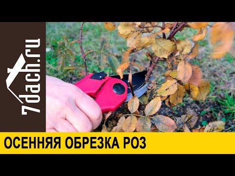 Видео: Осенняя обрезка роз - 7 дач