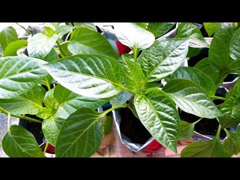 Видео: Рассада перца 5 апреля/Что надо сделать обязательно/ Оэдема появилась