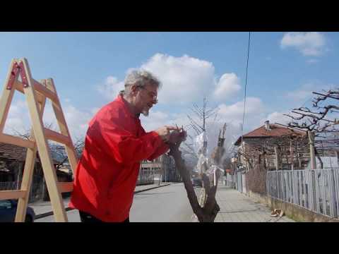 Видео: № 149   Какво е Присаждане? Облагородяване. Ашладисване. Chip budding. Grafting. Прививка. Aşılama.