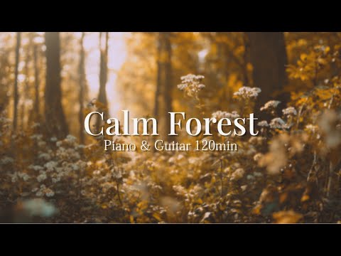 Видео: Calm Forest ｜ Фортепиано и гитарная музыка для отдыха и учёбы [120 мин]
