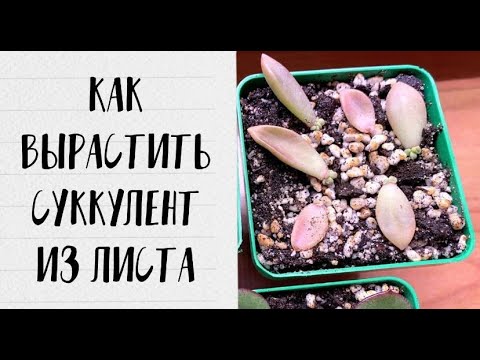 Видео: ?Детка из листа: подробный рассказ (рубрика: отвечаю на вопросы)