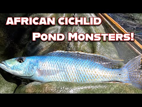 Видео: Что находится в забытом пруду африканских цихлид?
