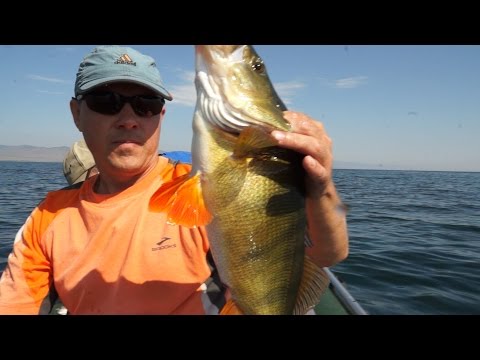 Видео: Рыбалка в Бурятии, Гусиное озеро