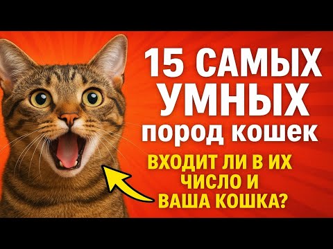 Видео: 15 САМЫХ УМНЫХ пород кошек 😼 Входит ли в их число и ваша кошка?