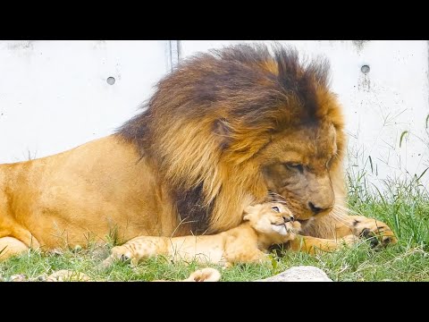 Видео: Папа-лев нежно гладит львенка, прижавшегося к нему😊💖