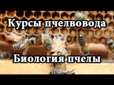 Видео: Курсы пчеловодства | Биология пчелиной семьи (Education beekeeping | Biology colony)