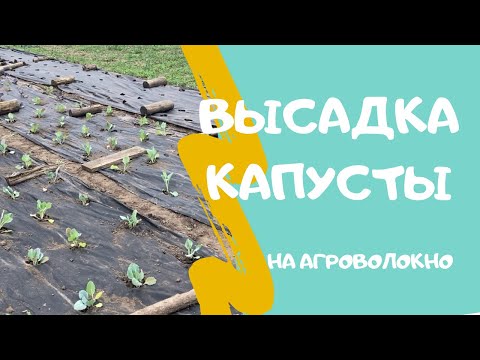Видео: Высадка капусты в открытый грунт. Капуста на агроволокне