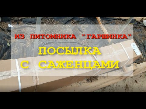 Видео: Саженцы из Гаршинки. Огромная посылка.