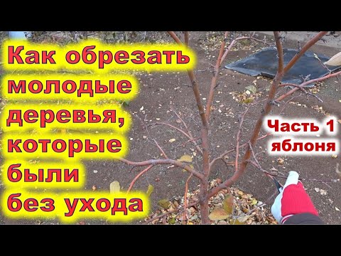 Видео: Обрезка молодой неухоженной яблони