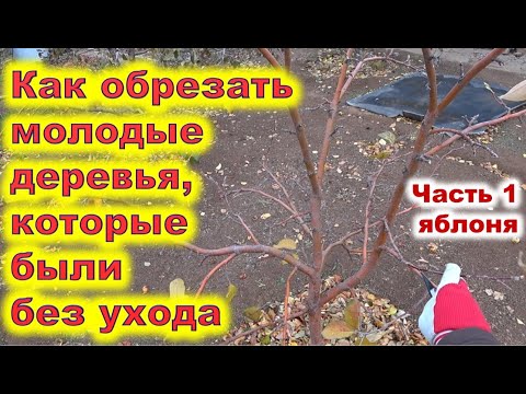 Видео: Обрезка молодой неухоженной яблони