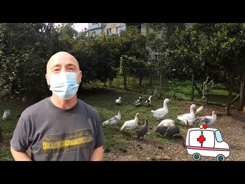 Видео: Ваш любимый доктор Айболит 👨‍⚕️ Грузия, Махиндажури 2025