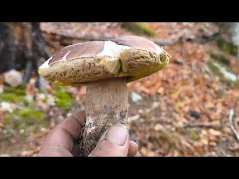 Видео: БЕСКИДИ! МАБУТЬ ОСТАННІ...