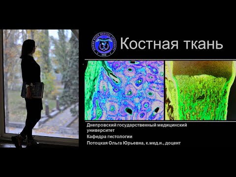 Видео: 11. Костная ткань (лекция по гистологии)
