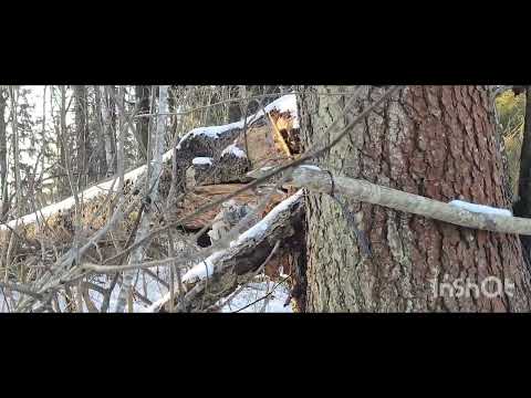 Видео: Охота на куницу 26.02.25.Закрытие сезона .