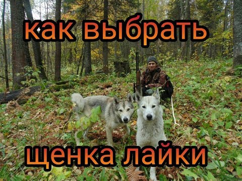 Видео: Как выбрать щенка лайки.