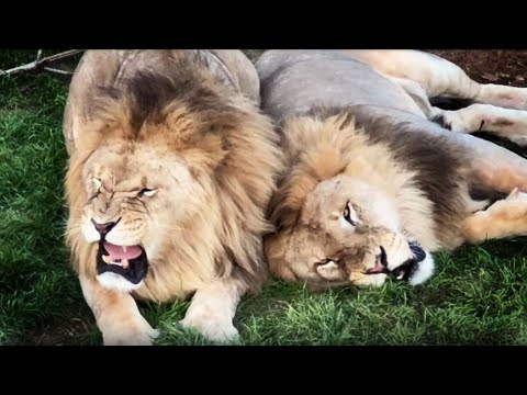 Видео: Когда увидишь ТАКОЕ зрелище и СТРАШНО и завораживает! Песня Чука- легенды Тайгана! Львы дают жару!
