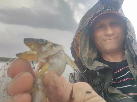 Видео: Попалась Рыба Колюха,это что?Рыбалка на Лукоморье!