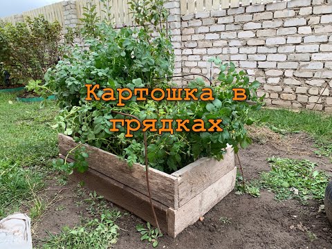 Видео: Картошка в ящиках