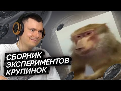 Видео: Кишлак  — POPSA 2025 | Разбор альбома