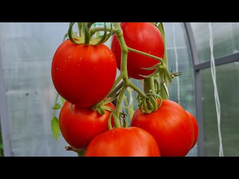 Видео: Томаты 2024. Дегустация трех сладких вкусных коллекционных сортов.