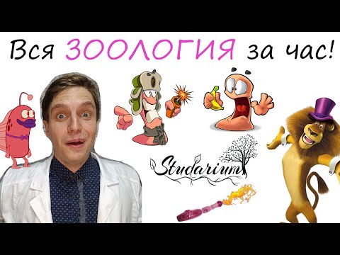 Видео: Вся ЗООЛОГИЯ за час! 🐰